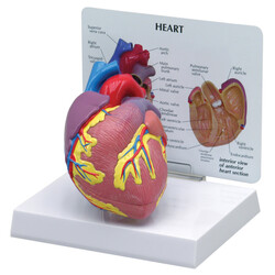 heart model with information behind 