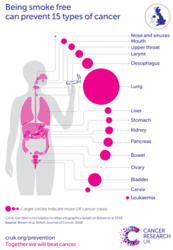infographic showing different part of the body and what cancers can be caused. 